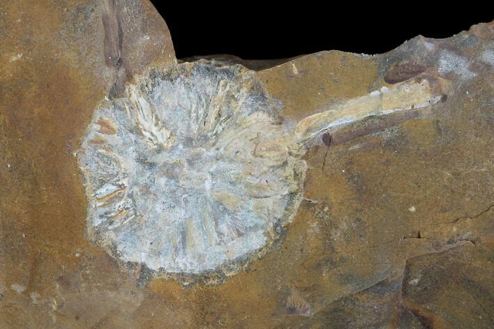 Paleocene Fossil Cone (Parataxodium) - North Dakota #96807